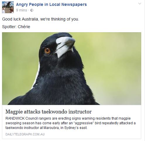 magpie.JPG
